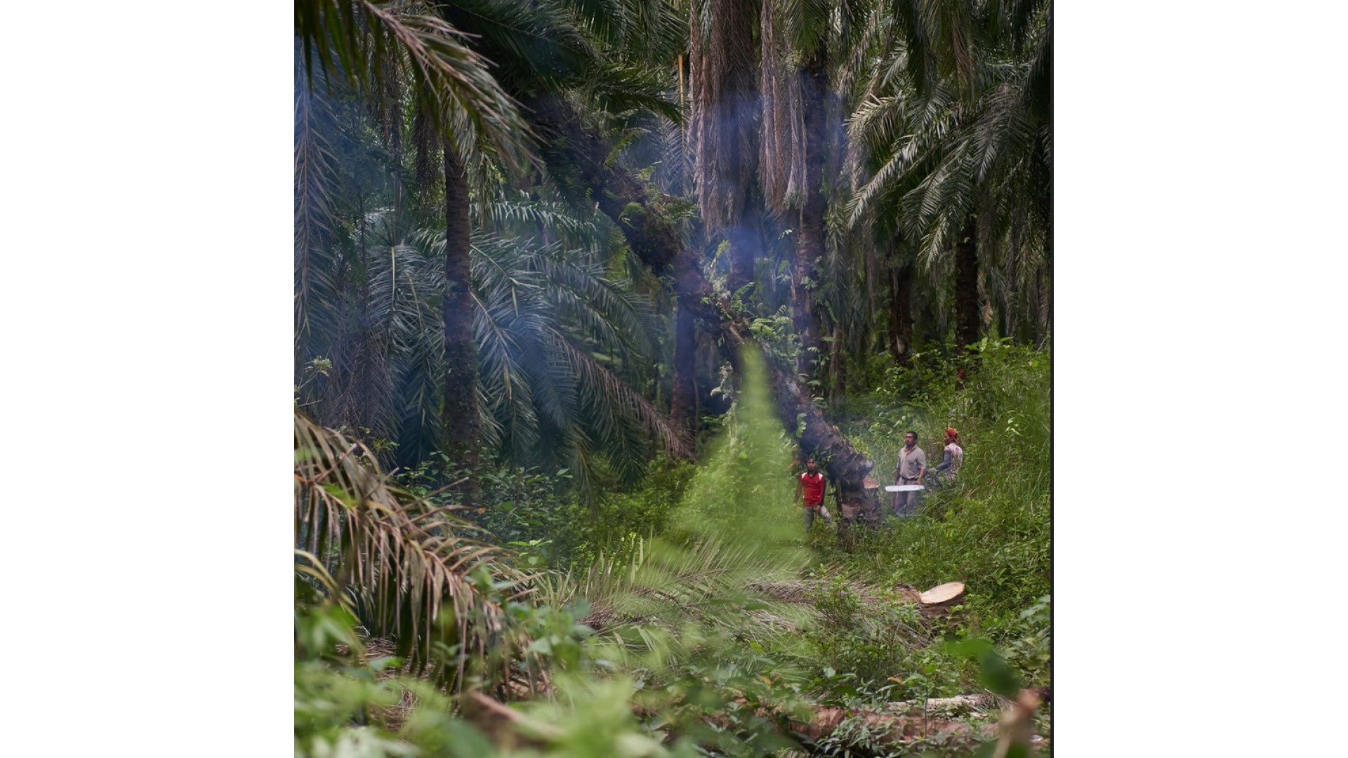 Permakultura na Sumatri